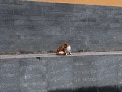 -新桥方记猪蹄