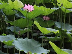 -荔湾湖公园