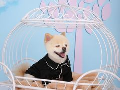 -超宠爱宠物摄影-Super pet