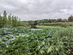 -同里国家湿地公园
