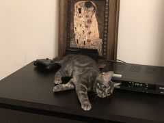 -猫大福·Fortune Cat猫舍(百子湾店)
