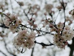 -新虹桥中心花园