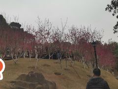-八仙山公园