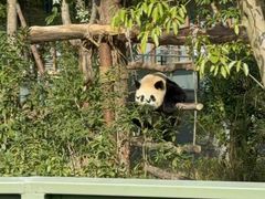 -成都大熊猫繁育研究基地