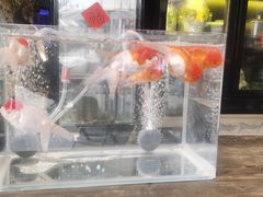 -老地方猫儿面(磁器口店)