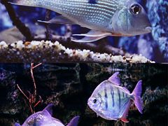 -上海海洋水族馆