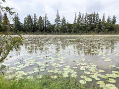 -上海长兴岛郊野公园