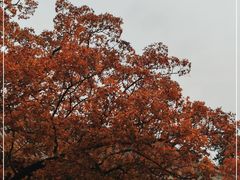 -香山公园