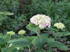 -共青国家森林公园-南大门停车场