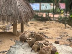 -广州长隆野生动物世界