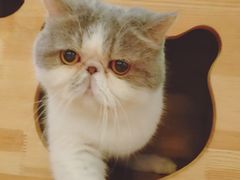 -more than meow吴止猫主题餐厅(承德 中船汇店)