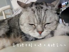 -喵的天空名猫咖啡馆·撸猫·猫舍·用品