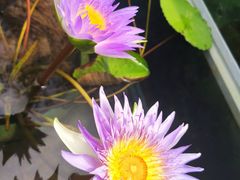 -上海辰山植物园