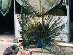 -苏州上方山国家森林公园