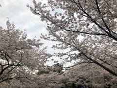 -武汉大学-樱园