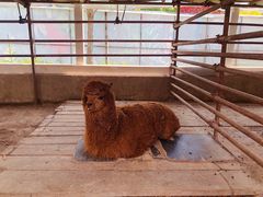 -南宫五洲植物乐园