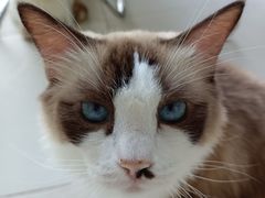 -怪兽屋·羊驼·猫咖·狗咖(俊华广场店)