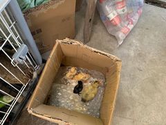 -马陆小张葡萄园农家乐