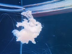 -左海海底世界