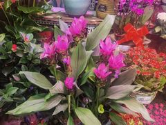 -花鸟鱼虫鲜花绿植市场(玉泉路店)