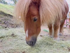 -神户市立六甲山牧场