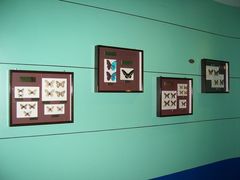 -上海昆虫博物馆