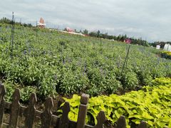 -荷兰花海