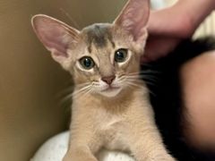 -欣宠猫屋·矮脚拿破仑·蓝金金渐层