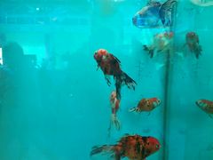 -北戴河圣蓝海洋公园