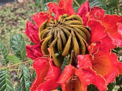 -红燕阁·中餐厅·粤式早茶·海南特色菜(红燕堂酒店)