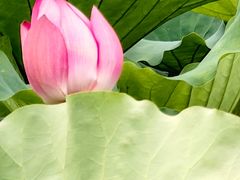 -荷塘月色湿地公园·向阳花洲