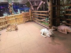 -正佳雨林生态植物园