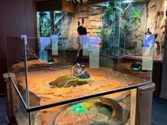 -帕帕拉兹宠物(亚洲旗舰店)