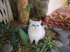 -喵屿·大理花园猫咖