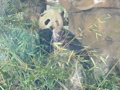 -成都动物园
