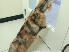 -纳吉亚猫专科动物医院博雅分院