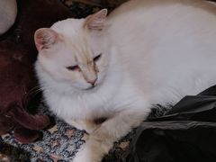 -猫小院猫主题餐厅(南锣旗舰店)