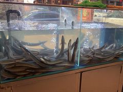 -本炙炭烤·蒲烧活鳗料理店(金沙洲店)