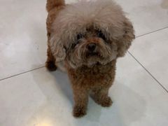 -翊宠yipet猫狗购宠庄园犬舍•猫舍