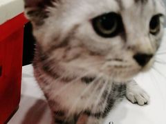 -瑞派动物医院·绝育·犬猫全科·预防医学(光景江南中店)