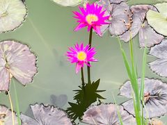 -国家植物园南园