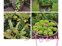 -四季酒店下午茶