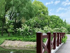 -上海滨江森林公园