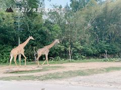 -广州长隆野生动物世界