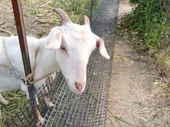 -小鱼草莓采摘园农家乐·小鱼餐厅