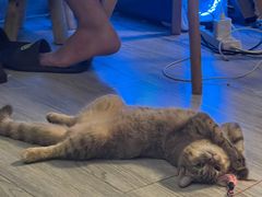 -瑞派康怡24h宠物医院·犬猫医疗中心·微创绝育(瑞景分院)