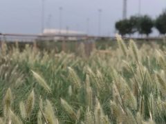 -东疆建设开发纪念公园
