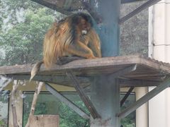 -合肥野生动物园