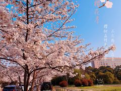 -高东镇樱花园