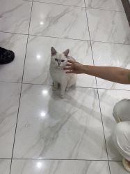 -镁连社·美联社